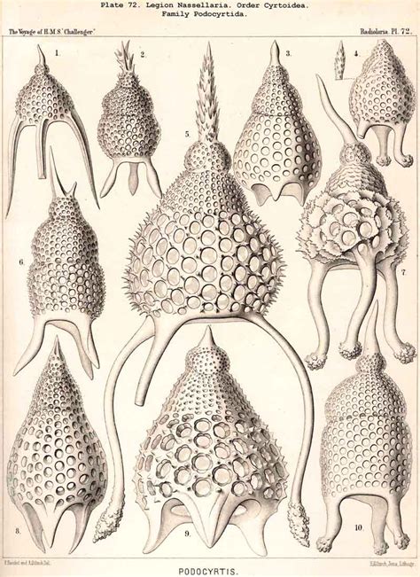 radiolarian at DuckDuckGo (With images) | Natural form art, Fauna illustration, Pattern art