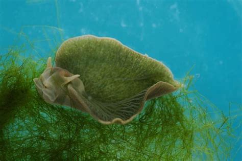 Surprising Sea Slug Is Half-plant, Half-animal | Live Science