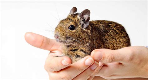 Degu Pet Facts - Your Chewing, Climbing Companions