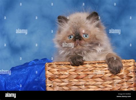 persian kitten in basket Stock Photo - Alamy