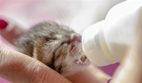 How To Make Homemade Kitten Milk Replacer – Top Dog Tips