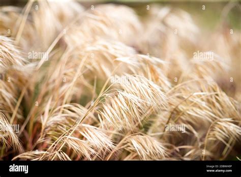 Abstract yellow grass background. Summer concept Stock Photo - Alamy