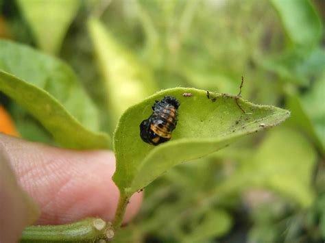 Stages of insects | Insects and Organic Gardening