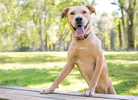 Lab Mix Breeds: Top 25 Labrador Mixes - Marvelous Dogs