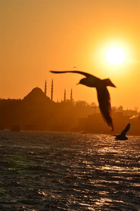 Cityscape of Istanbul wit Flying Birds at Sunset · Free Stock Photo