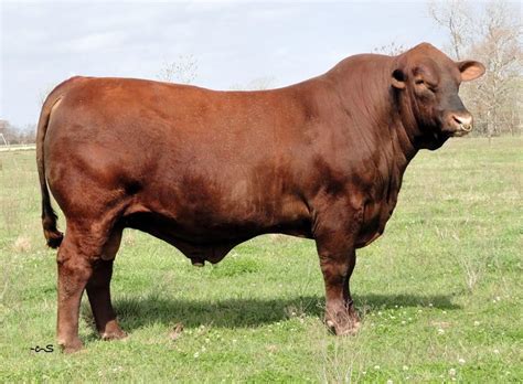 Red Brangus Bull | Beefmaster bull, Animals, Cattle ranching