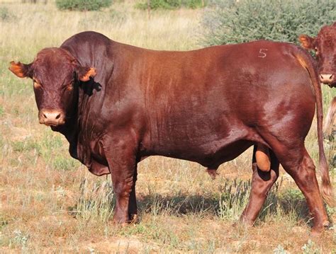 Heritage Shorthorn’s Impact on World Cattle Breeds — Heritage Shorthorn ...