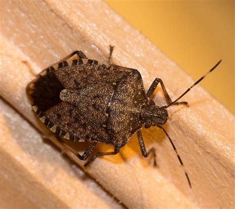 BROWN MARMORATED STINK BUGS ARE PERMANENT RESIDENTS - Colonial Pest Control