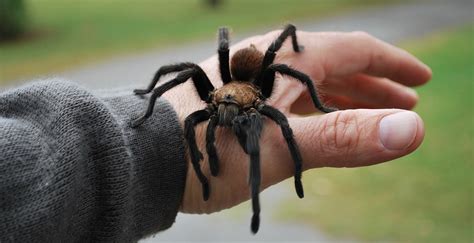 Spiders aren’t that scary | News And Information | Oklahoma State ...