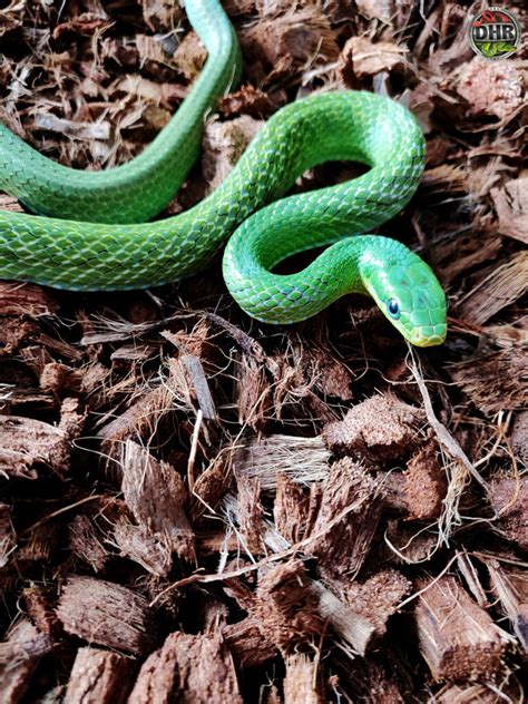 A Beautiful Emerald Green Rat Snake - Darren Hamill Reptiles