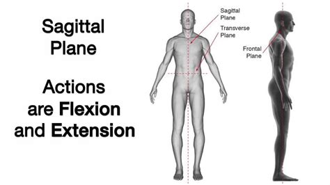 2. Sagittal Plane - YouTube