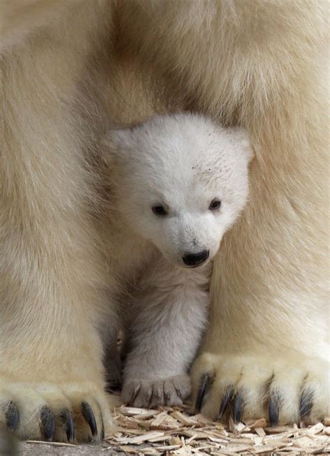 Munich Zoo Presents Twin Polar Bear Photograph by Alexandra Beier ...