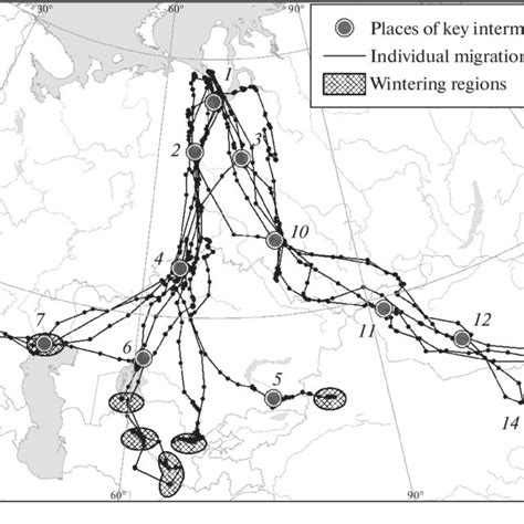 (PDF) Migrations of Bewick's Swan (Cygnus Bewickii): New Data on Tagging the Migration Routes ...