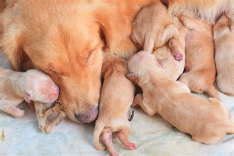 First Litter: Tips on How to Help Your Dog Give Birth - Petaxin