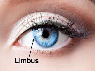 Eye Anatomy Limbus