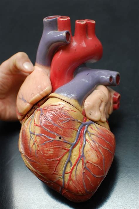 Human Heart Anatomy Side View Hi Res Stock Photograph - vrogue.co