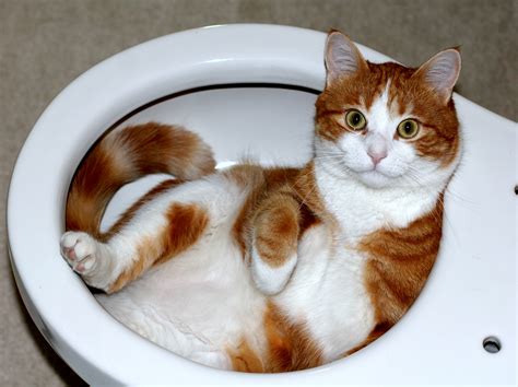 File:Cat lying in a toilet bowl.jpg - Wikimedia Commons