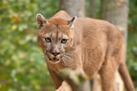 [WATCH] Mountain Lion Sounds: Why Do They Scream?