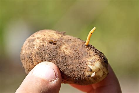 14 Common Potato Diseases and Pests To Watch Out For