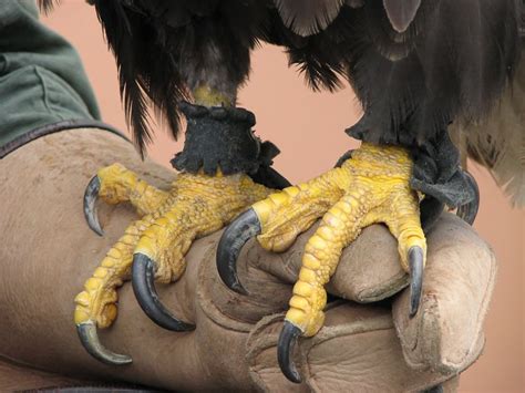 Bald Eagle's Talons by Adriatic22 on deviantART | Eagles, Pet birds ...