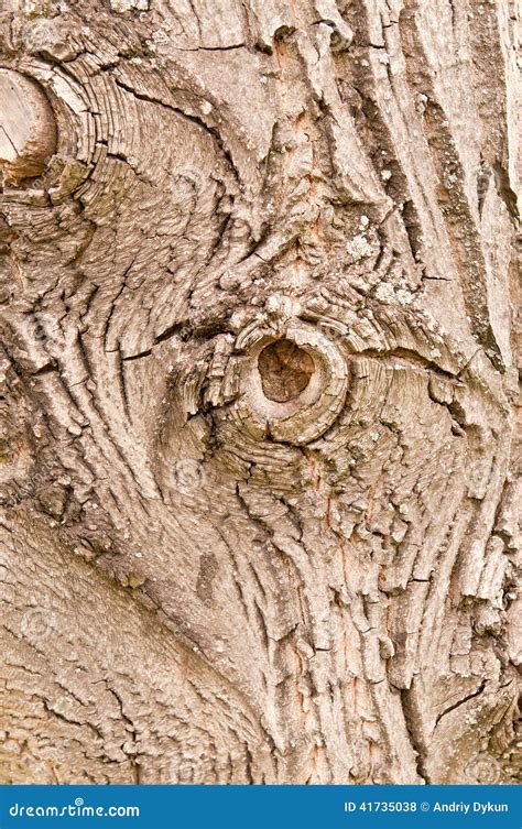 Bark of walnut tree stock photo. Image of brown, walnut - 41735038