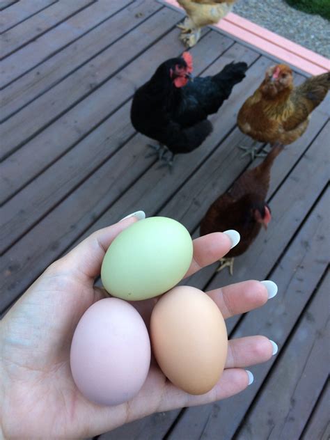 Easter Egger Chicken Colors