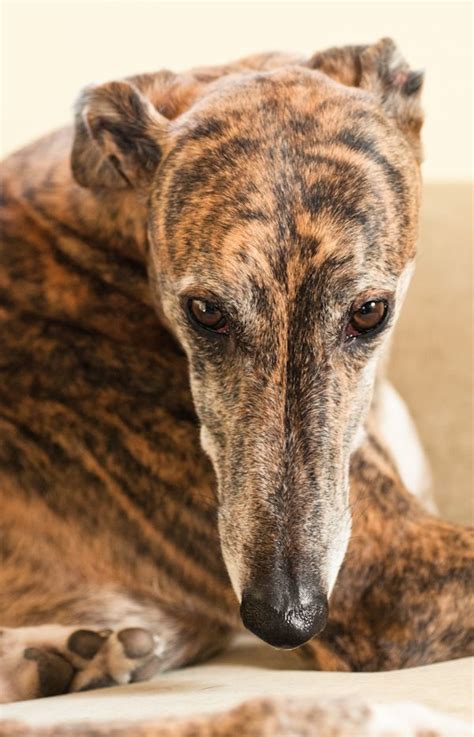 This looks like Lady, our brindle Greyhound, she shared our house for 15 years. Miss her ...