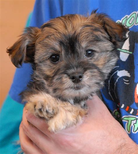 poodles for adoption | ... Animal Rescue: 3 adorable Poodle mix puppies debuting for adoption