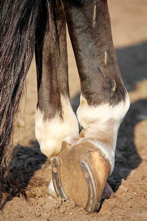 Best practices for managing laminitis - Veterinary Practice News