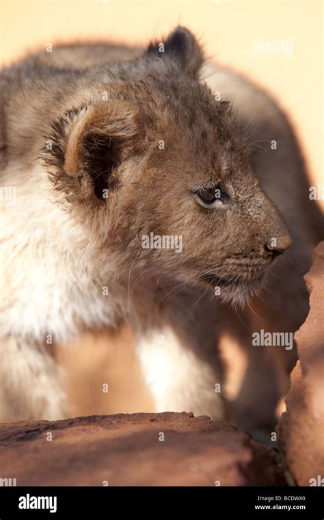 Small lion cub Stock Photo - Alamy