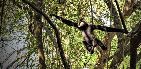 The Lao Conservation Trust for Wildlife | Champa Meuanglao