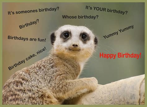 Funny Birthday Cards with Animals | BirthdayBuzz