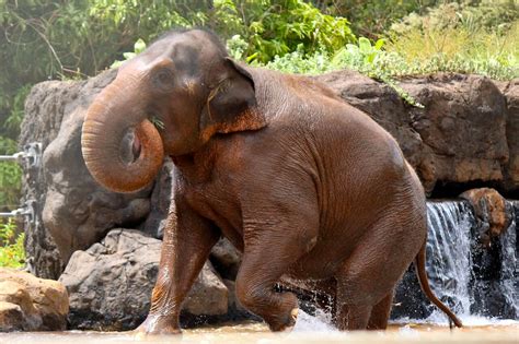 Asian Elephant - Honolulu Zoo Society