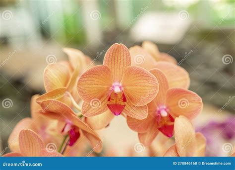 The Beautiful Phalaenopsis Orchid Flower Blooming in Garden Floral Background Stock Photo ...