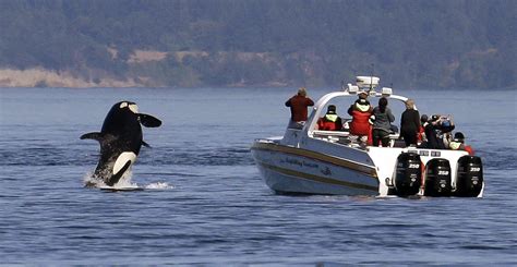 New flag meant to protect endangered Southern Resident orcas | The Spokesman-Review