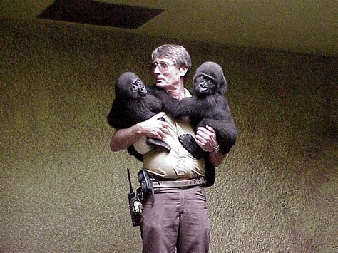 Zookeeper Who Raised Harambe from Birth: 'He Was Never Aggressive or Mean to People' | Harambe ...