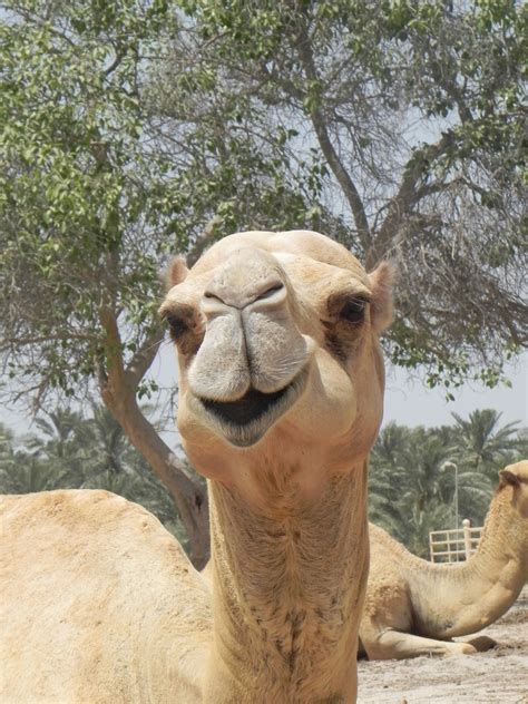 Camel's Head 5 Free Stock Photo - Public Domain Pictures