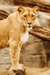 Animal King 12 Free Stock Photo - Public Domain Pictures