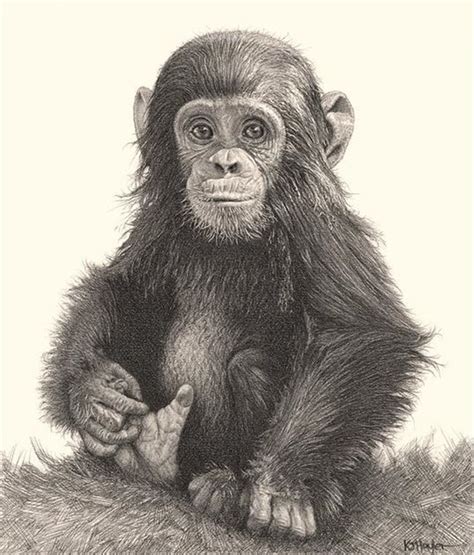 Realistic pencil drawings, Monkey art, Animal art