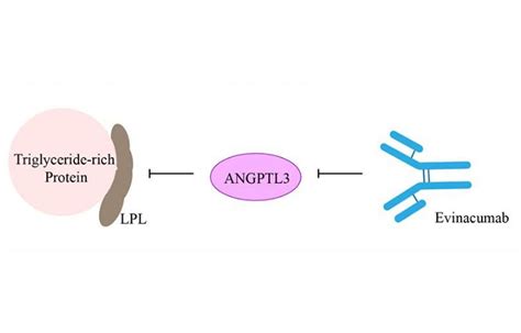 Pushing limits in dyslipidemia management: Novel drug Evinacumab gives ...