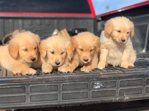 Golden Retriever Puppies For Sale | Apple Valley, MN #294500