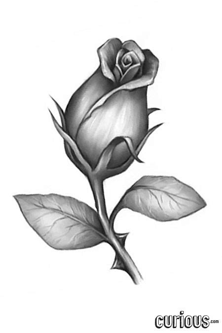 How to Draw a Rose Bud | Rose bud tattoo, Flower drawing, Roses drawing