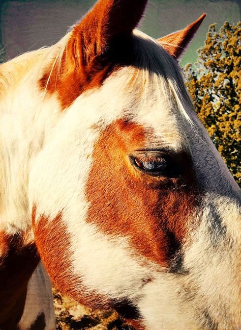 “Blue Eyed Paint” A beautiful blue eyed Paint Horse basking in the late ...