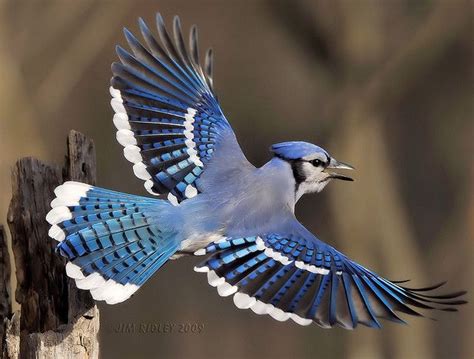 BLUE JAY in flight (Cyanocitta cristata) ©Jim... | Blue jay bird, Jay ...