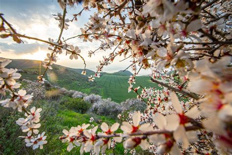 Erupting with flowers before spring, almond tree a bounty of Jewish symbolism | The Times of Israel