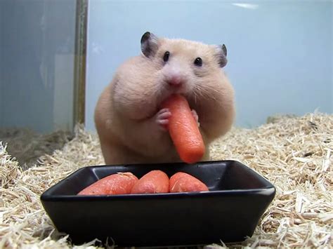 Hamsters Caught Stuffing Their Big, Fat Faces