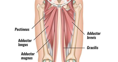 Groin Strain - Symptoms, Causes, Treatment & Rehabilitation Exercises