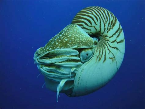 Nautilus...first appeared approximately 500 million years ago during the Cambrian explosion, 265 ...