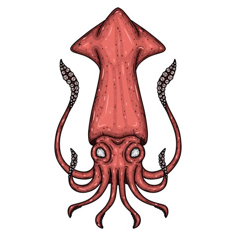 Premium Vector | Squid Isolated illustration.