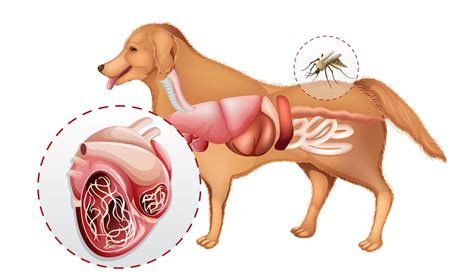 Groups issue guidelines for safe transport of heartworm-positive dogs | Vet Advantage